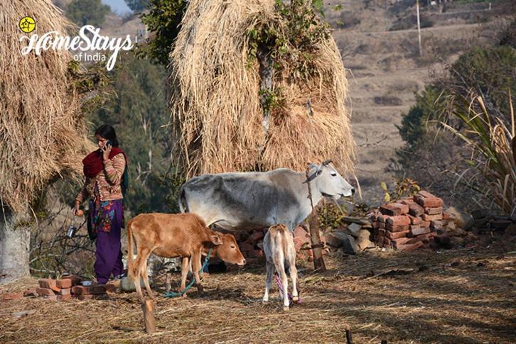 Dwarahat Village Farmstay- Babaji'S Cave Exterior foto